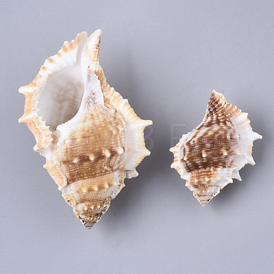 Natural Conch Shell Beads SSHEL-T015-04-1