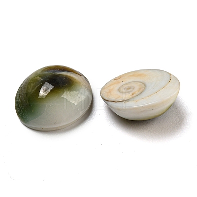 Conch Sea Shell Cabochons BSHE-Z005-08-1
