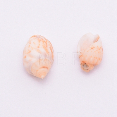 Natural Conch Shell Beads SSHEL-WH0001-33-1