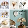 Mini Dried Pampas Grass HULI-PW0002-112C-2