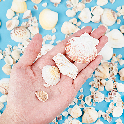 Natural Sea Shell Beads Kits SSHEL-PH0002-49-1