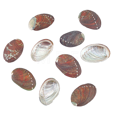 Natural Paua Shell Display Decorations DJEW-WH0042-148A-1
