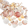 Natural Sea Shell Beads Kits SSHEL-PH0002-49-1