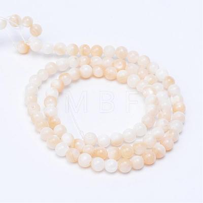 Natural Freshwater Shell Bead Strands SHEL-S253-01-1