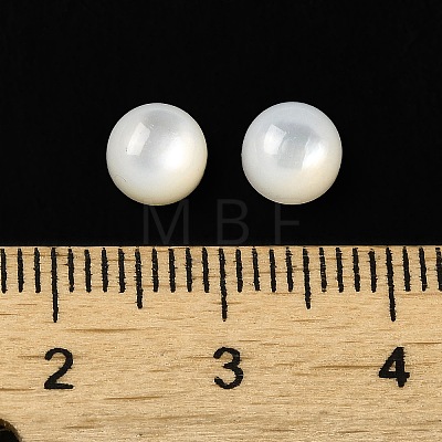 Natural White Shell Cabochons SSHEL-M022-01A-1