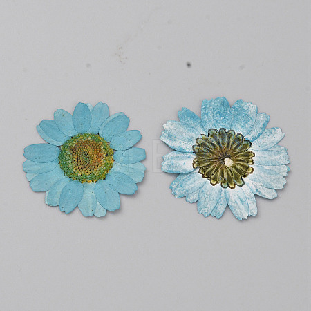 Pressed Dried Flowers DIY-WH0308-412B-1-1