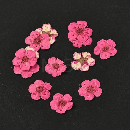 Narcissus Embossing Dried Flowers DIY-K032-60P-1