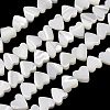 Natural Trochid Shell/Trochus Shell Beads Strands SH-CBA2978-10-1