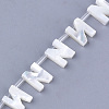 Natural Sea Shell Beads SHEL-T012-60N-2