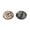 Natural Paua Shell Donut/Pi Disc Charms SHEL-T020-11-2