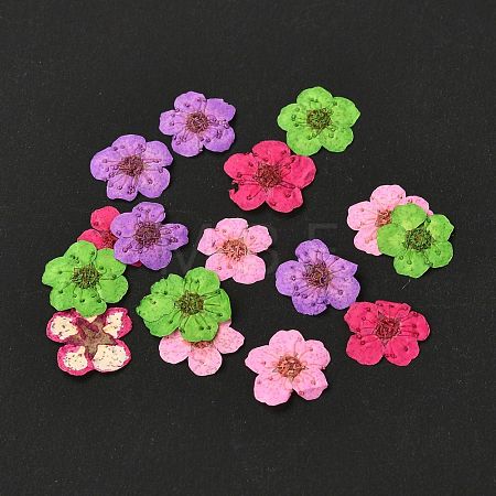 Narcissus Embossing Dried Flowers DIY-K032-60Q-1