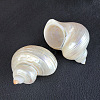 Natural Spiral Shell Display Decorations DJEW-H034-02A-1