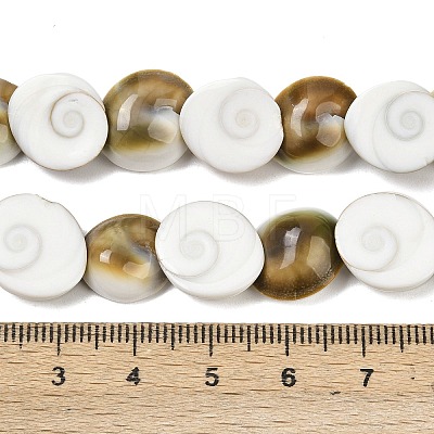 Natural Shiva Eye Shell Beads Strands SHEL-G021-01B-1