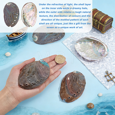 Natural Paua Shell Display Decorations DJEW-WH0042-147-1