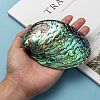 Natural Abalone Shell/Paua ShellDecoration X-SSHEL-F0005-01-4