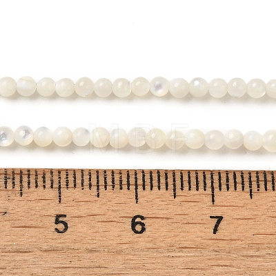 Natural White Shell Beads Strands SHEL-M021-03B-1