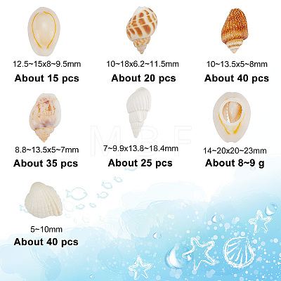 135Pcs 5 Size Natural Conch Shell Beads BSHE-PH0001-14-1