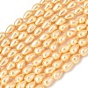 Electroplated Shell Pearl Beads Strands BSHE-C010-01B-1