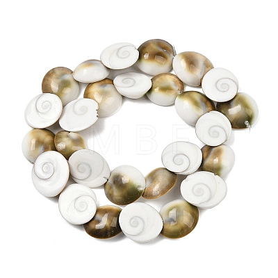 Natural Shiva Eye Shell Beads Strands SHEL-G021-01C-1