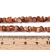 Natural Freshwater Shell Beads Strands SHEL-N037-04C-4
