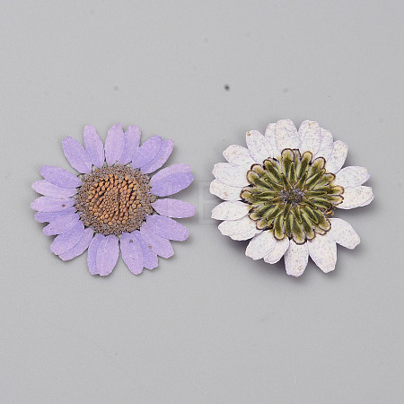 Pressed Dried Flowers DIY-WH0308-412C-1-1