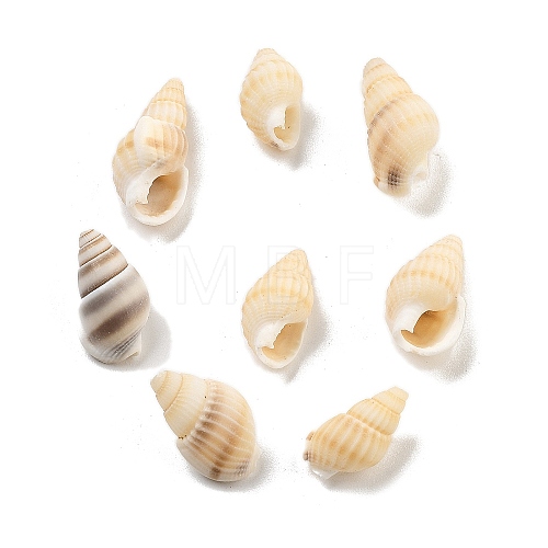 Natural Spiral Shell Beads BSHE-G038-06C-1