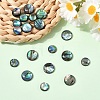20Pcs 2 Styles Natural Paua Shell Cabochons SHEL-YW0001-09-5