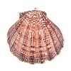 Electroplate Sea Shell Big Pendants SHEL-T012-47-2