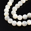 Natural White Shell Bead Strands SSHEL-N003-144E-01-3