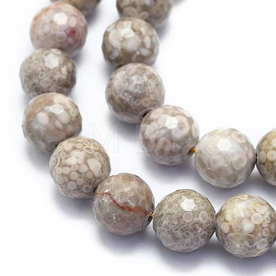 Natural Conch Fossil Beads Strands G-K310-A07-10mm-1