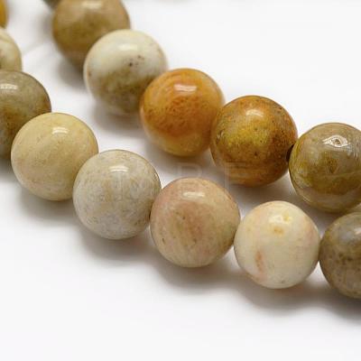 Natural Fossil Coral Beads Strands G-K194-8mm-05-1