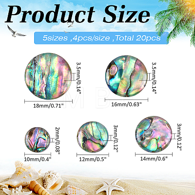 16Pcs 4 Styles Natural Paua Shell Cabochons SHEL-WR0001-13-1