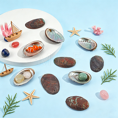Natural Paua Shell Display Decorations DJEW-WH0042-148A-1