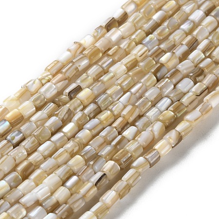 Natural Freshwater Shell Beads Strands X-SSHEL-B002-17-1