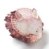 Natural Conch Shell Display Decorations AJEW-H126-06-3