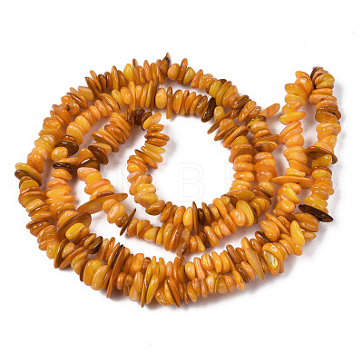 Natural Freshwater Shell Beads Strands SHEL-S278-071C-1