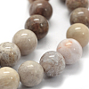 Natural Fossil Coral Beads Strands X-G-G763-12-6mm-3