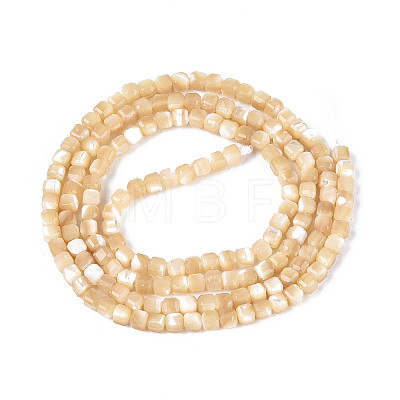Natural Trochid Shell/Trochus Shell Beads Strands SSHEL-N041-04A-02-1