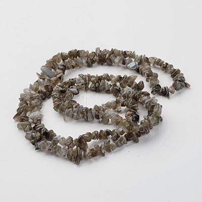 Natural Labradorite Chips Beads Strands X-F069-1