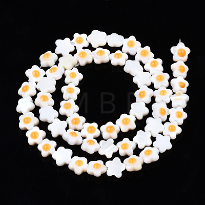 Natural Freshwater Shell Beads Strands SHEL-N003-31A-01-1
