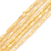 Natural Freshwater Shell Dyed Beads Strands SHEL-M018-12-2
