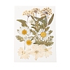 Pressed Dried Flowers DIY-YWC0001-100-2