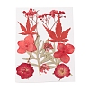 Pressed Dried Flowers DIY-YWC0001-101-2