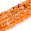 Natural Freshwater Shell Beads Strands SHEL-N037-04F-1