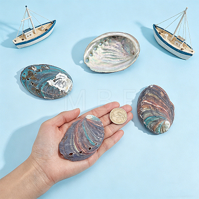 Natural Paua Shell Display Decorations DJEW-WH0042-148B-1