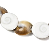 Natural Shiva Eye Shell Beads Strands SHEL-G021-01A-3