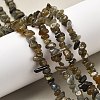 Natural Labradorite Beads Strands G-P332-23-7