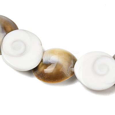 Natural Shiva Eye Shell Beads Strands SHEL-G021-01A-1