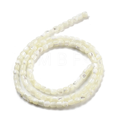 Natural Trochid Shell/Trochus Shell Beads Strands BSHE-G038-01-1