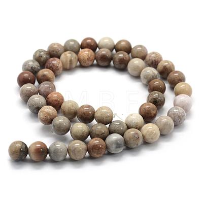 Natural Fossil Coral Beads Strands G-G763-12-6mm-1